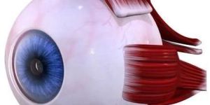 Biological Eyes Model