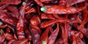 Guntur Sannam Chilli