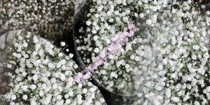 Gypsophila Flower