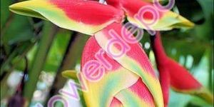 Heliconia