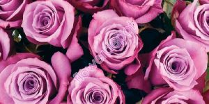 Purple Roses