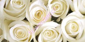 White Rose