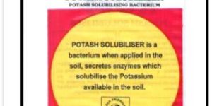 Potash Mobilizing Bacteria Bio Fertilizer