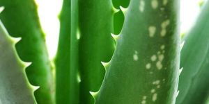 Aloe Vera Extracts