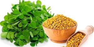 Fenugreek Extracts