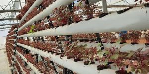 Customized PVC Pipes