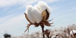 Raw Cotton