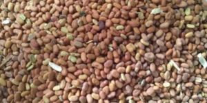 Sesbania Seed