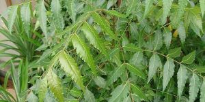 Fresh Neem Leaves