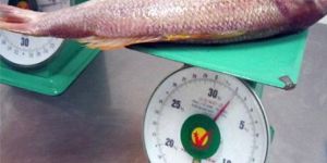 Frozen Red Snapper Fish