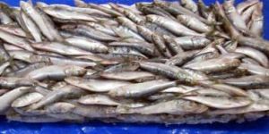 Frozen Sardine Fish