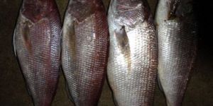 Frozen White Snapper Fish