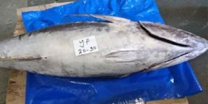 Frozen Yellowfin Tuna Fish