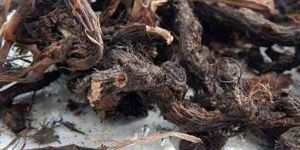 Cyperus Scariosus Extract