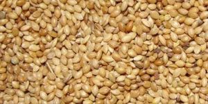 Foxtail Millet