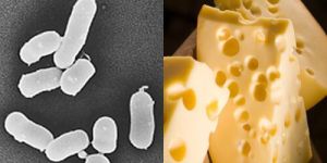 Propionibacterium Freudenreichii