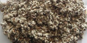 Cottonseed Hull
