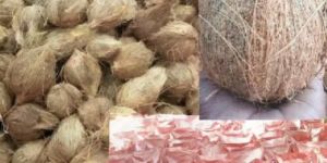 Semi Husked Coconuts