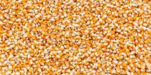 Maize Cattle Feed