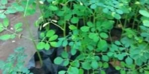 Moringa Plant