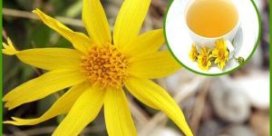 Arnica Extract