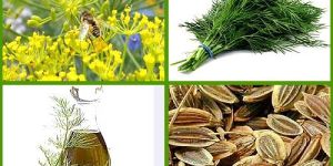 Dill Seed Oil