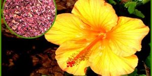 Hibiscus Extract