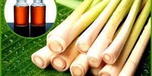 Lemon Grass Oil