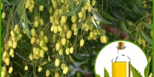 Neem Oil