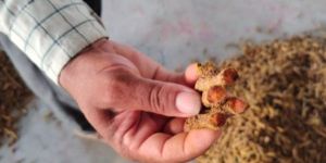 5% curcumin turmeric fingers