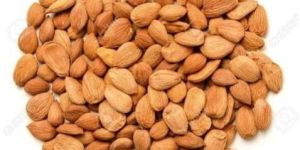 Bitter Apricot Kernel