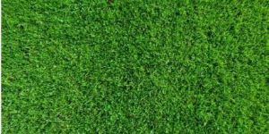 Artificial Grass