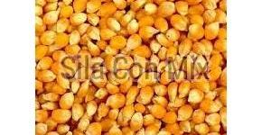Yellow Maize
