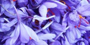 Dried Saffron Flower