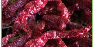 Byadgi Chilli