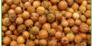Coriander Seed