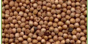 Split Grain Coriander Seeds