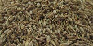 Cumin Seed