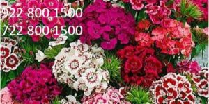 Dianthus