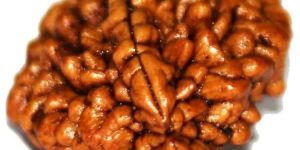 Two (Do) Mukhi Rudraksha Beads