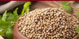 Coriander Seeds
