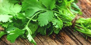 Fresh Coriander