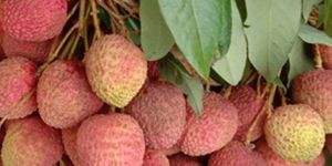Fresh Litchi