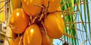 Yellow Coconut