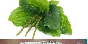 Plantain Herb