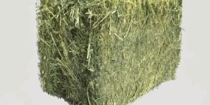 Alfalfa Hay