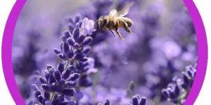 Incense Stick Fragrances