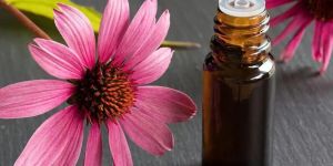 Echinacea Extract