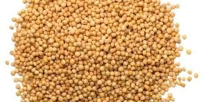 Yellow Mustard Seeds
