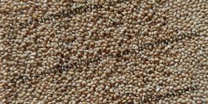 Yellow Millet Bird Seeds